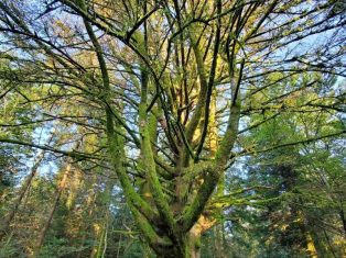 nam-terath-trainingbaum
